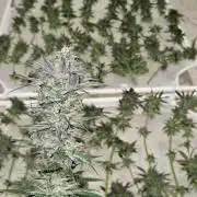 🍌Strawnana Sundae/ Again