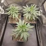 🍊range Bud 2.0