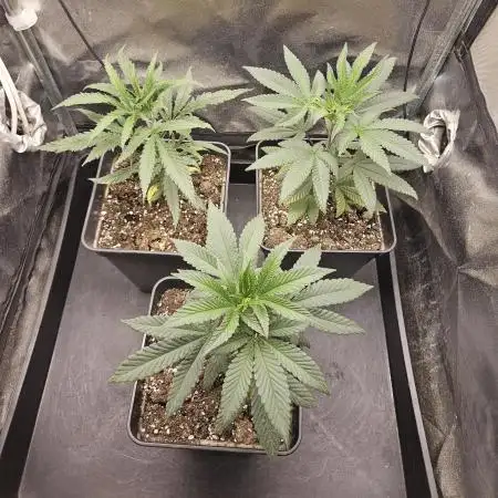 🍊range Bud 2.0