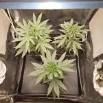 🍊range Bud 2.0