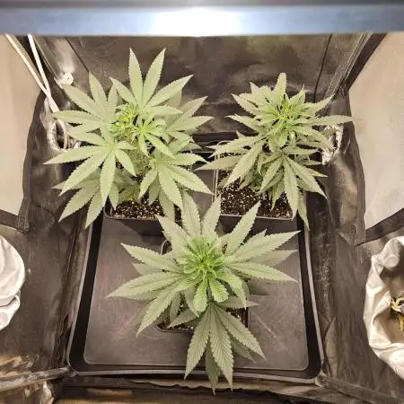 🍊range Bud 2.0