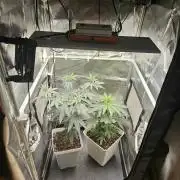 LORD KUSH...Delicious Seeds 2026 Contest