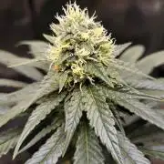 LORD KUSH...Delicious Seeds 2026 Contest