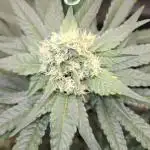 🍊range Bud 2.0