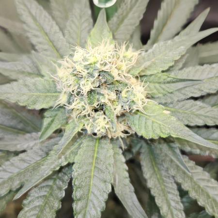 🍊range Bud 2.0