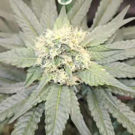 🍊range Bud 2.0