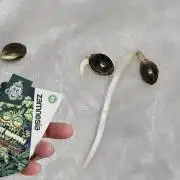 Sticky Broccoli---Eternity Grow Cup 2026