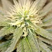 LORD KUSH...Delicious Seeds 2026 Contest