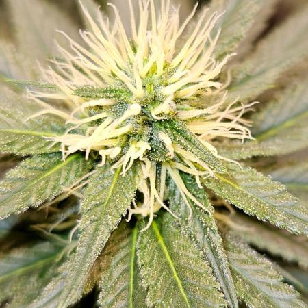 LORD KUSH...Delicious Seeds 2026 Contest