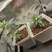 LORD KUSH...Delicious Seeds 2026 Contest