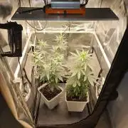 LORD KUSH...Delicious Seeds 2026 Contest