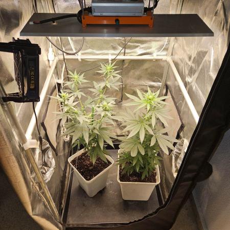 LORD KUSH...Delicious Seeds 2026 Contest