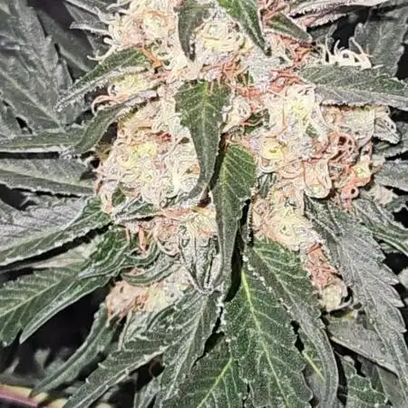 🍊range Bud 2.0