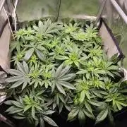 🍌Strawnana Sundae/ Again