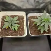 LORD KUSH...Delicious Seeds 2026 Contest
