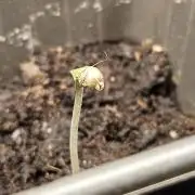 Sticky Broccoli---Eternity Grow Cup 2026