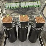 Sticky Broccoli---Eternity Grow Cup 2026