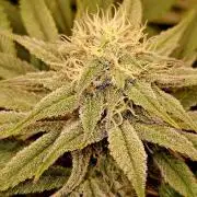 🍌Strawnana Sundae/ Again