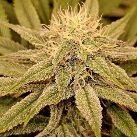 🍌Strawnana Sundae/ Again