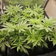 🍌Strawnana Sundae/ Again