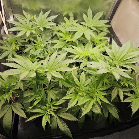 🍌Strawnana Sundae/ Again