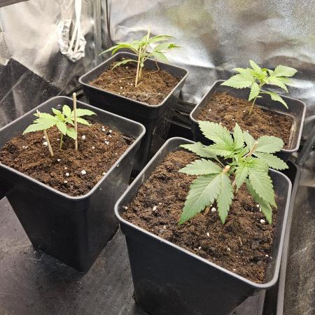 🍌Strawnana Sundae/ Again