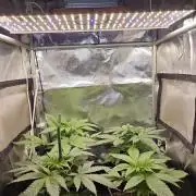 🍌Strawnana Sundae/ Again