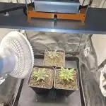 🍊range Bud 2.0