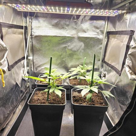 🍌Strawnana Sundae/ Again