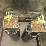 LORD KUSH...Delicious Seeds 2026 Contest