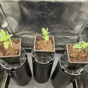 Sticky Broccoli---Eternity Grow Cup 2026