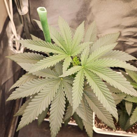 LORD KUSH...Delicious Seeds 2026 Contest