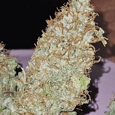 Haze#1♀️