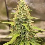 Strawberry Cola Sherbet+Fast Bastard