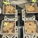 🍌Strawnana Sundae/ Again