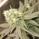 🍊range Bud 2.0