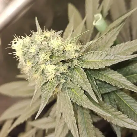 🍊range Bud 2.0