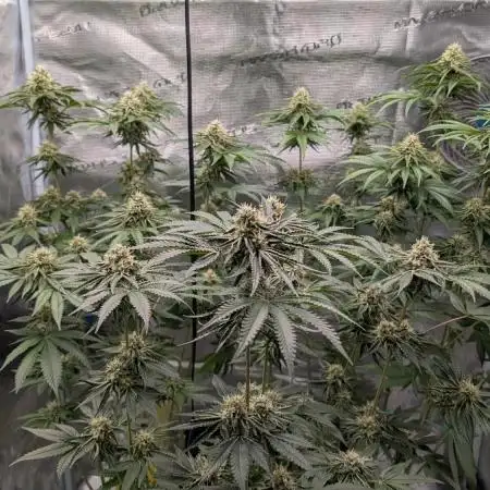 The PhenoHunt 2025 "La Chanvriere"