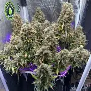 Purple Punch Auto - Genetic Mutation