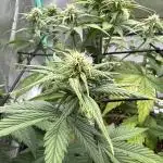 Strawberry gorilla