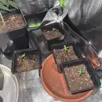 Sensi seeds amnesia xxl