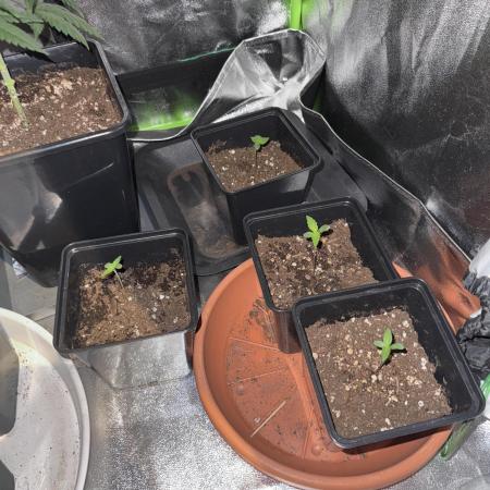 Sensi seeds amnesia xxl