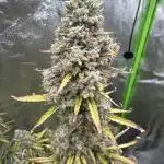 NYC Sour D