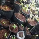 Variety 