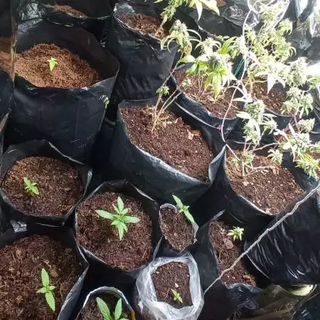 Variety 