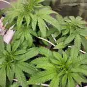 Biofilm - VibeZero Genetics