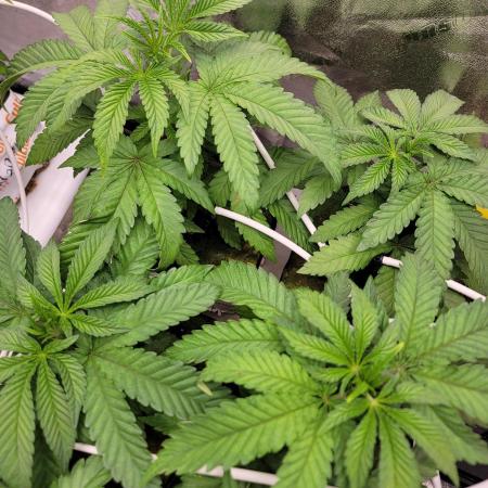 Biofilm - VibeZero Genetics