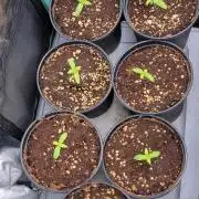 Blue Joker - VibeZero Genetics
