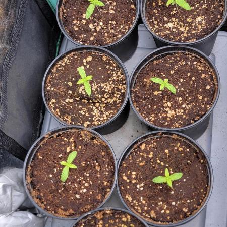 Blue Joker - VibeZero Genetics