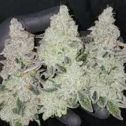 Blue Joker - VibeZero Genetics